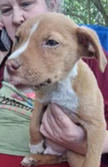 A baby medium-sized male Mixed Breed dog named Gnocchi for adoption in Largo, FL