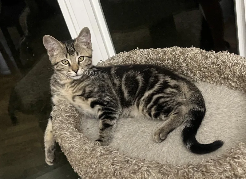 A young medium-sized male Domestic Short Hair cat named Tumbleweed for adoption in McKinney, TX