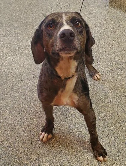 An adult medium-sized male Catahoula Leopard Dog dog named Baruch for adoption in Kansas City, MO