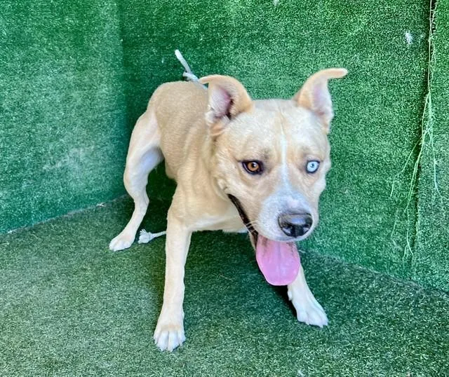 A young large-sized male Siberian Husky dog named Ace for adoption in Lancaster, CA