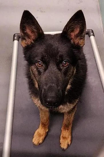 A young medium-sized male Black German Shepherd Dog dog named Rudy for adoption in Butte, MT