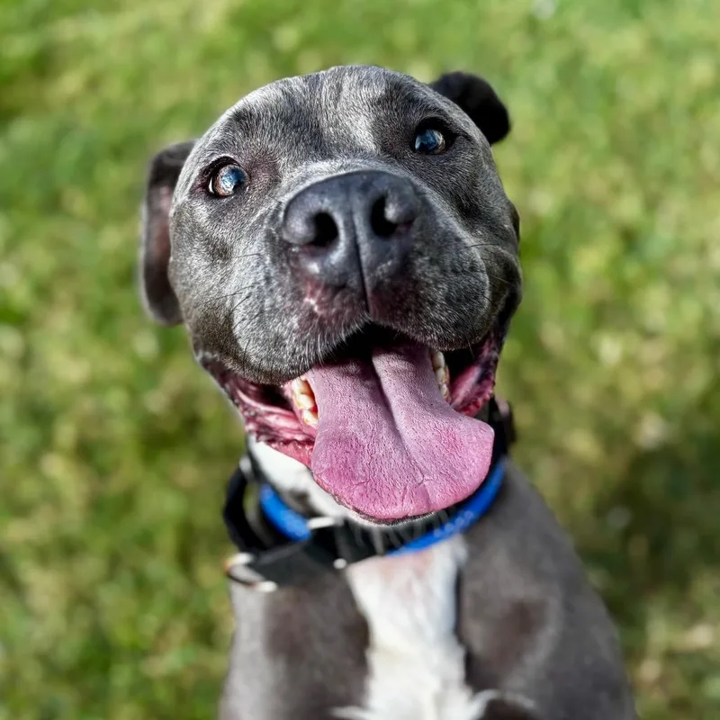 A young medium-sized male Gray / Blue / Silver Pit Bull Terrier dog named Benji for adoption in Lynchburg, VA