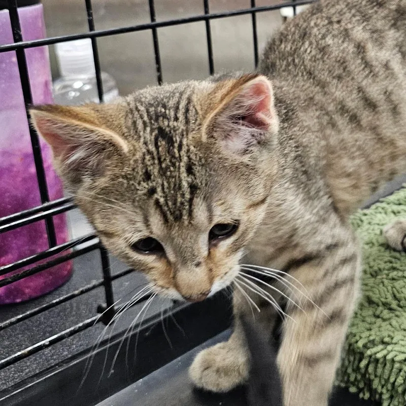 A baby small-sized male Gray / Blue / Silver Domestic Short Hair cat named Snickers for adoption in Rochester, MN
