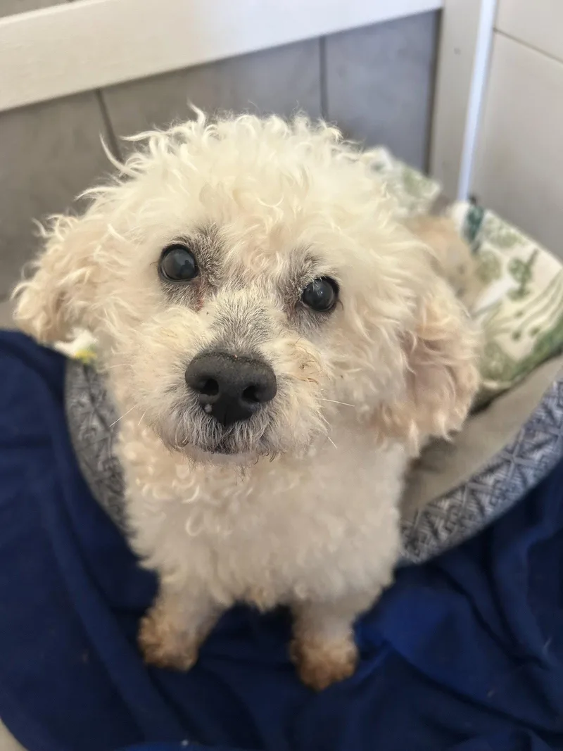 An adult small-sized male Poodle dog named Chowder Apr for adoption in Pacolet, SC