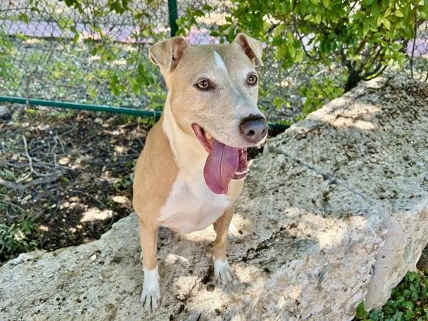 An adult medium-sized female Mixed Breed dog named Jeeta for adoption in Austin, TX