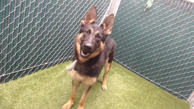 A young medium-sized female German Shepherd Dog dog named Gwen for adoption in Downey, CA