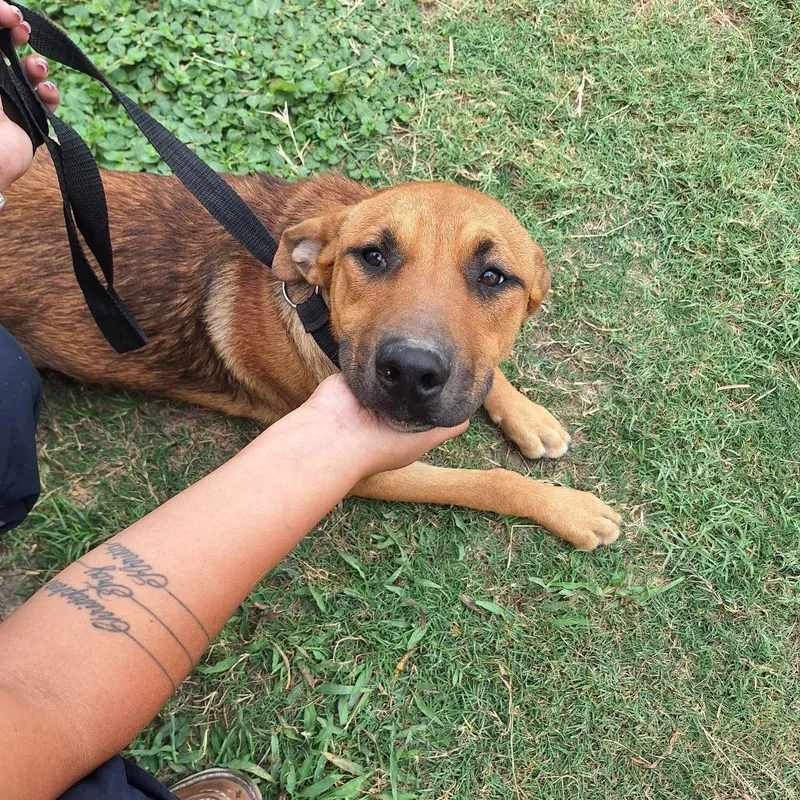 A young medium-sized male Red / Chestnut / Orange German Shepherd Dog dog named Kangaroo for adoption in Austin, TX