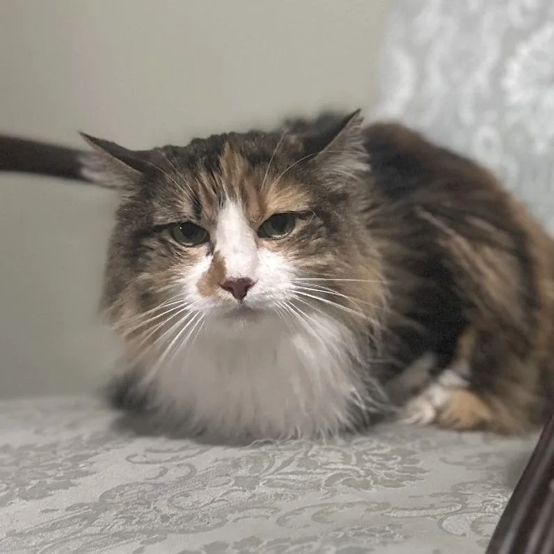 An adult large-sized female Domestic Long Hair cat named Lilly Grace for adoption in Helena, AL