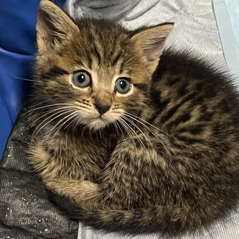 A baby small-sized female Brown / Chocolate Domestic Short Hair cat named Tillie Located in for adoption in Alexandria, VA