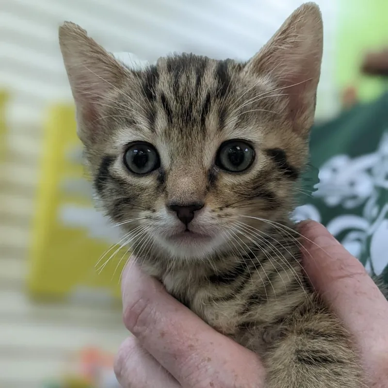 Baked Bean thumbnail 2