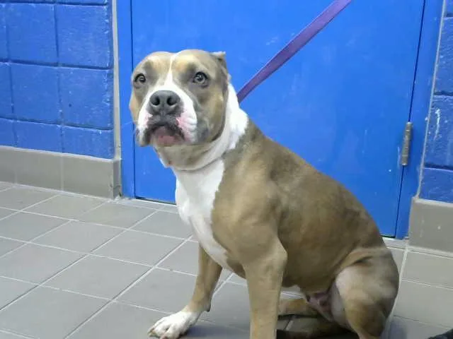 An adult medium-sized female American Staffordshire Terrier dog named Bella for adoption in Albuquerque, NM