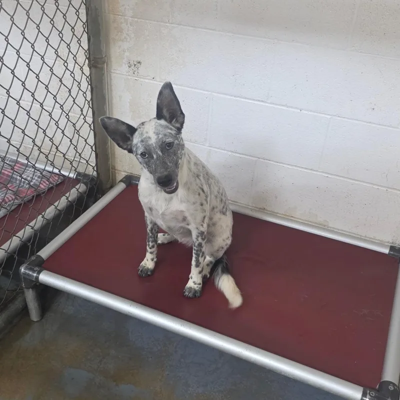 An adult medium-sized female White / Cream Mixed Breed dog named Brooklyn for adoption in Duncan, OK