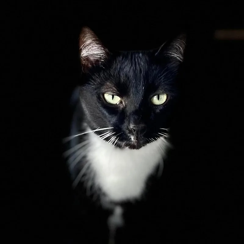 An adult large-sized male Black Domestic Short Hair cat named Lance for adoption in Freeport, FL