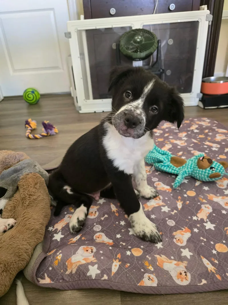 A baby medium-sized male Australian Shepherd dog named Boone for adoption in Las Vegas, NV