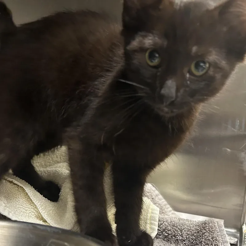 A baby small-sized male Black Domestic Short Hair cat named Gecko for adoption in Asheville, NC