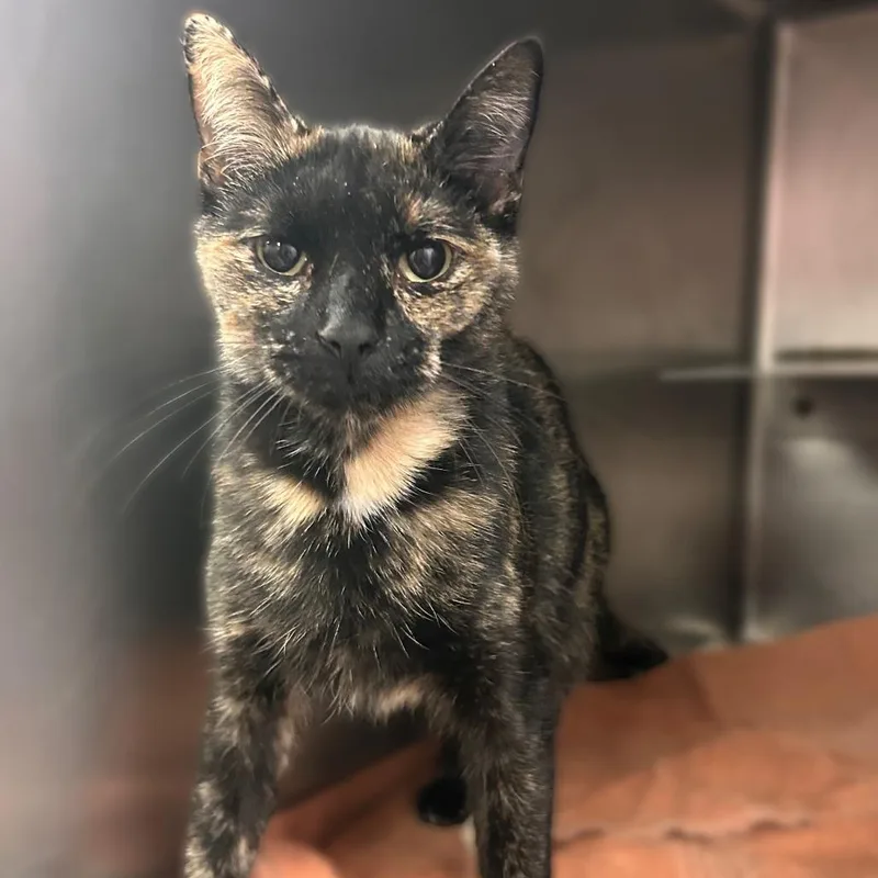 A young medium-sized female Black Domestic Short Hair cat named Free Shipping for adoption in Davenport, IA