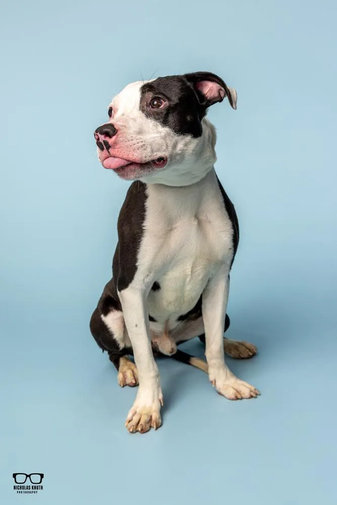 Landry Kankakee Tornado Pup thumbnail 3