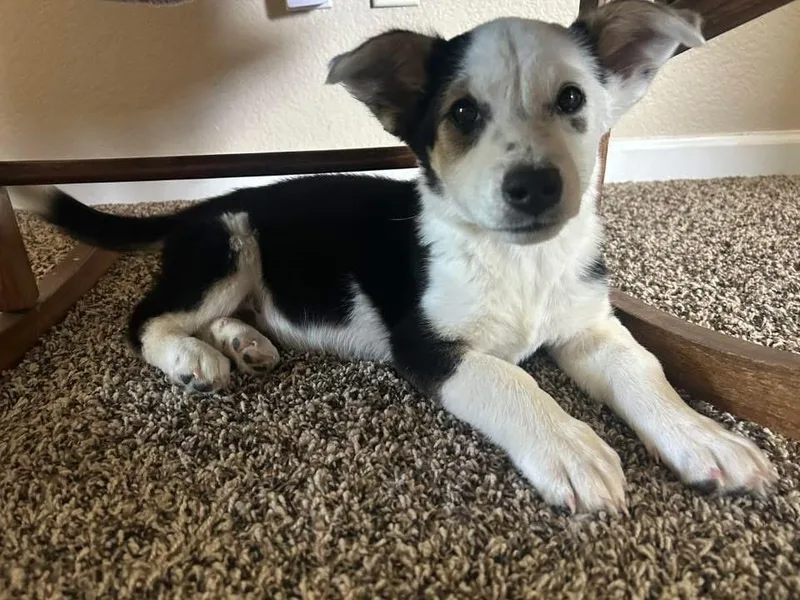 Bella