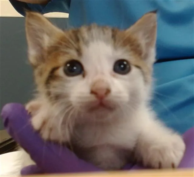 A baby small-sized female Domestic Short Hair cat named Roselia for adoption in Miami, FL