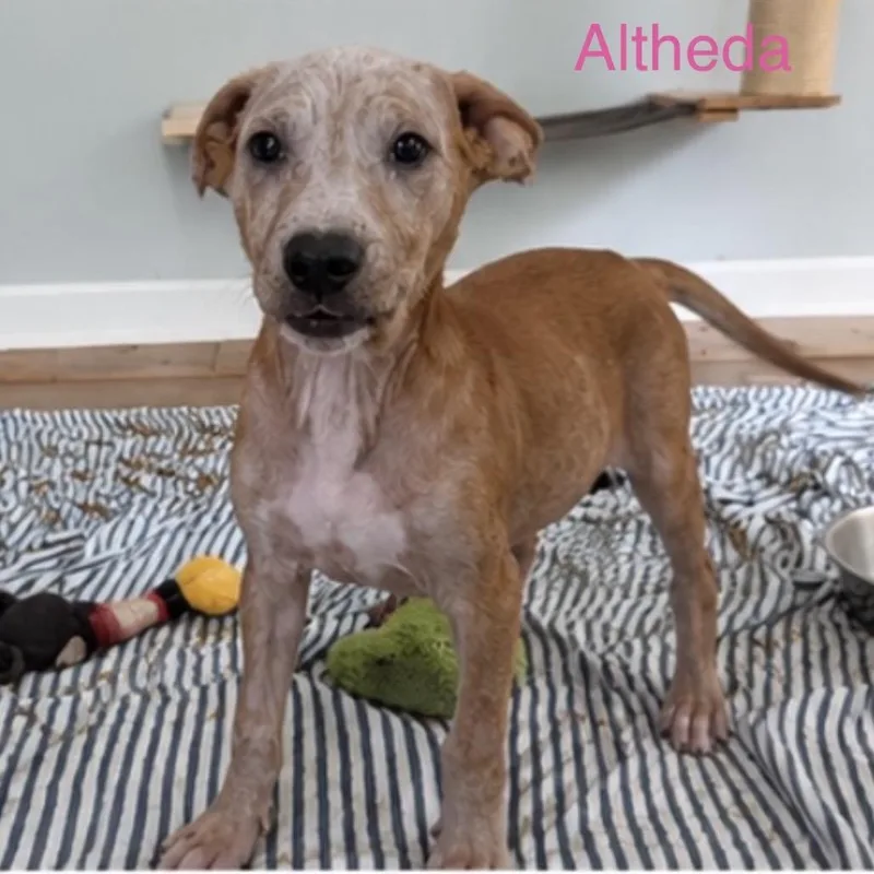 A baby small-sized female Mixed Breed dog named Altheda for adoption in Fredericksburg, VA