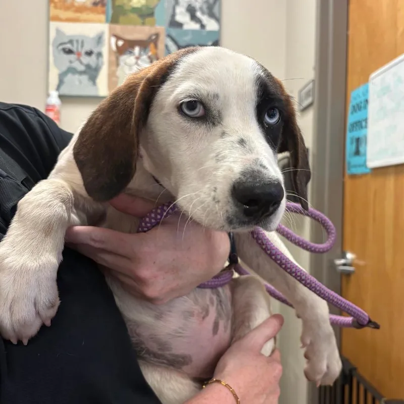 A baby medium-sized female White / Cream Australian Shepherd dog named Cozmos U for adoption in Tupelo, MS