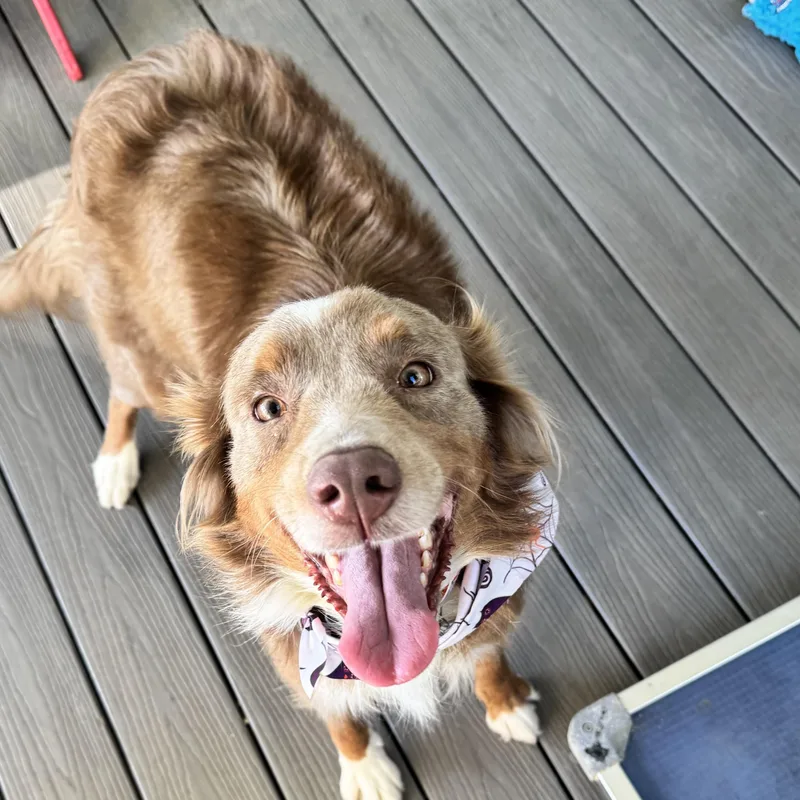 A young medium-sized female Australian Shepherd dog named Dusty Rose for adoption in Louisburg, KS