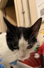 A young small-sized female Black & White / Tuxedo Domestic Short Hair cat named Star for adoption in Redmond, OR