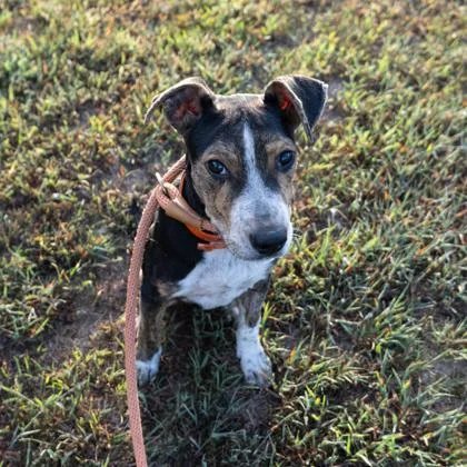 A baby medium-sized male Mixed Breed dog named Creek for adoption in Yellville, AR