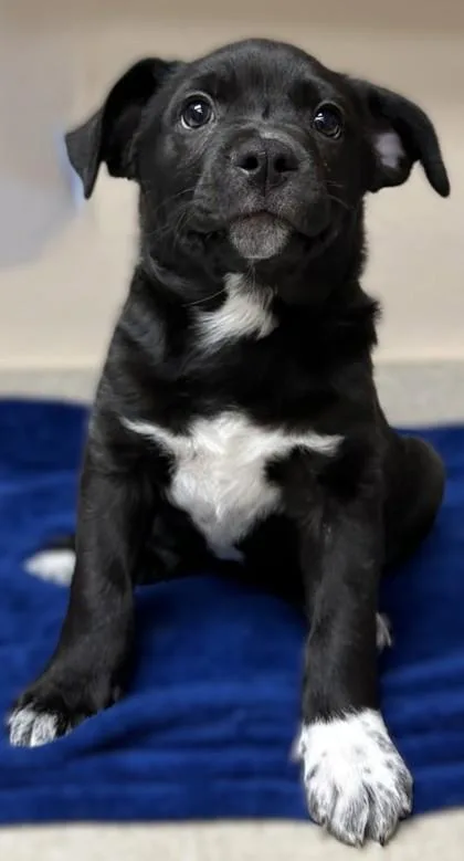 A young medium-sized female Cattle Dog dog named Minh Souphanousinphone for adoption in Phoenix, AZ