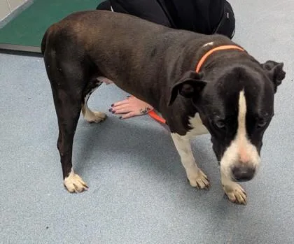 An adult medium-sized female Pit Bull Terrier dog named Maybelline for adoption in Taylorsville, NC