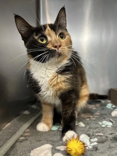 A young small-sized female Domestic Short Hair cat named Coco Linda for adoption in New York, NY