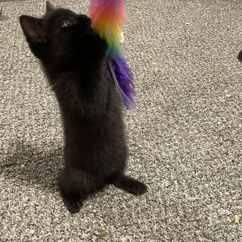 A baby small-sized male Black Domestic Short Hair cat named Charger for adoption in Granville, OH