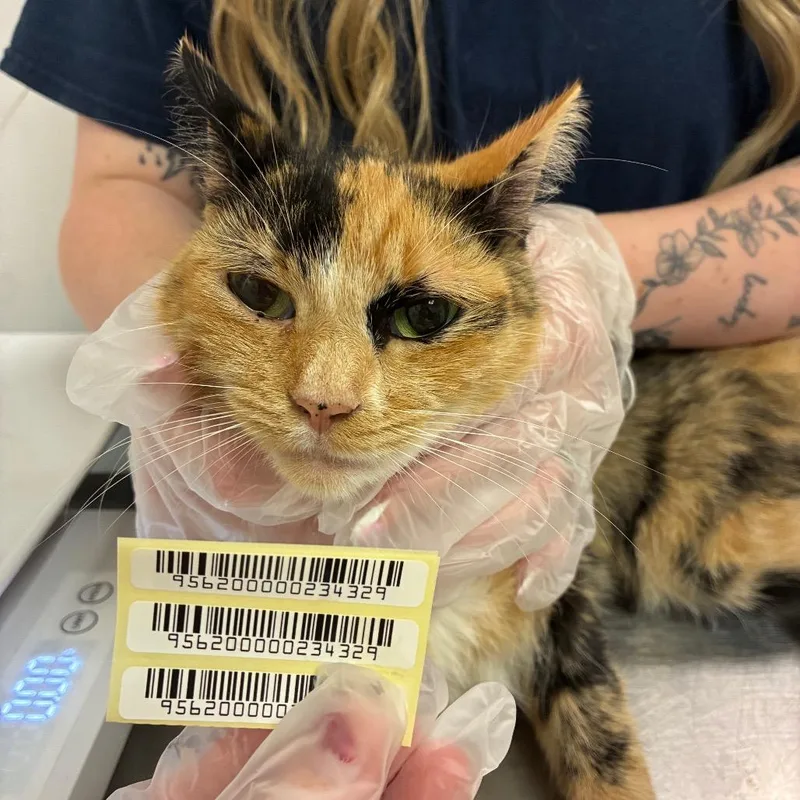 An adult medium-sized female Calico Domestic Short Hair cat named Cinderella for adoption in Charleston, WV