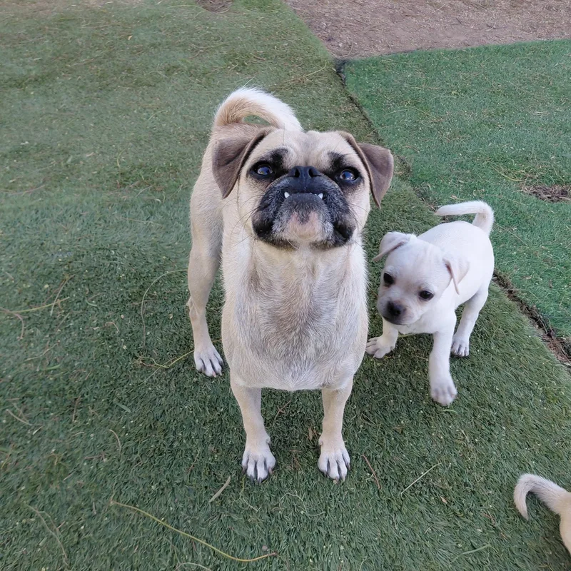 A young small-sized female Yellow / Tan / Blond / Fawn Pug dog named Sandy for adoption in Agua Dulce, CA