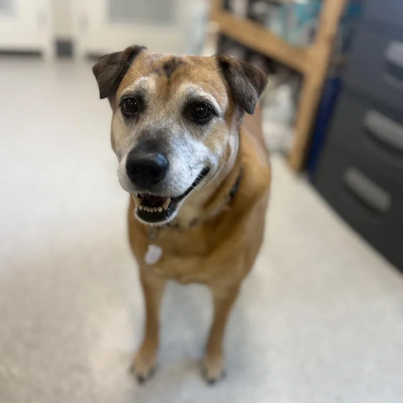 An adult medium-sized female Shepherd dog named Ookie for adoption in Collinsville , OK