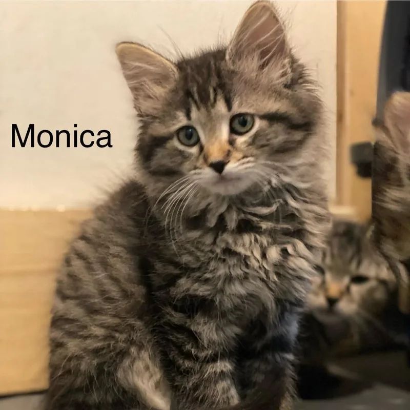 Monica
