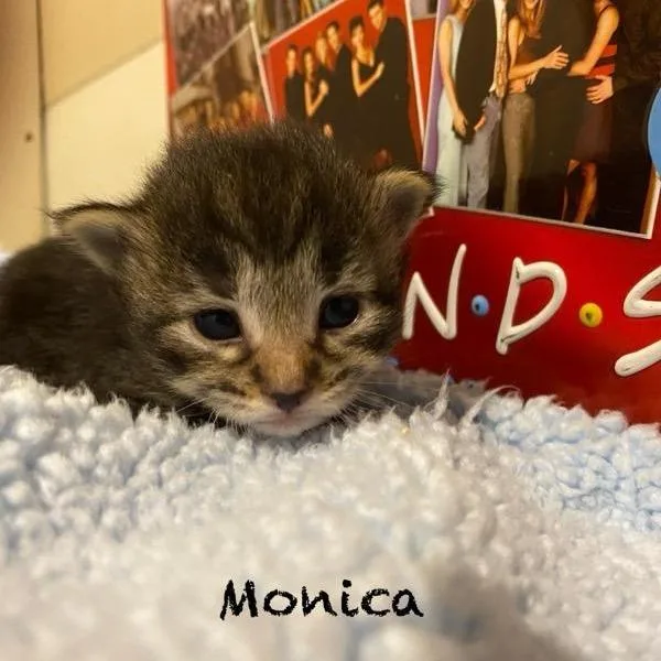 Monica thumbnail 2