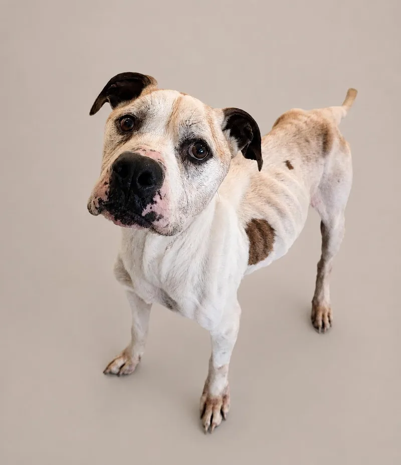 A senior medium-sized male Tricolor (Brown, Black, & White) Boxer dog named Snoopy for adoption in Wooster, OH