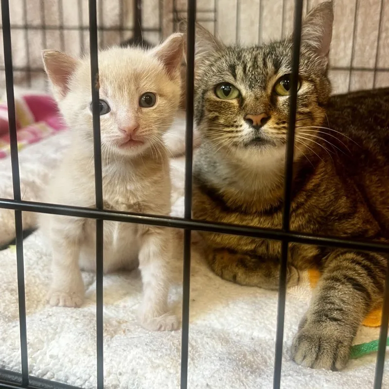 A young medium-sized female Gray / Blue / Silver Domestic Short Hair cat named Brie for adoption in Juno Beach, FL