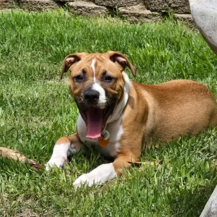 A baby medium-sized female Apricot / Beige American Staffordshire Terrier dog named Honey for adoption in Bronx, NY