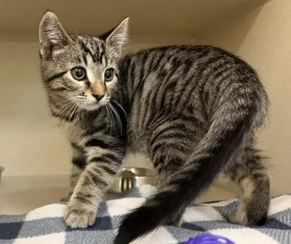 A baby small-sized male Domestic Short Hair cat named Simba for adoption in Sacramento, CA