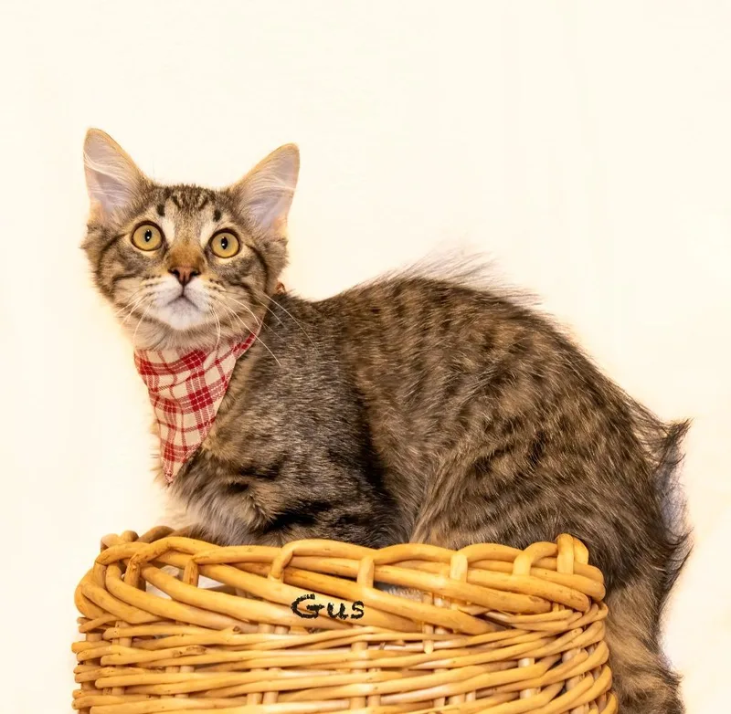 A baby small-sized male Domestic Medium Hair cat named Gus for adoption in Hot Springs Village, AR