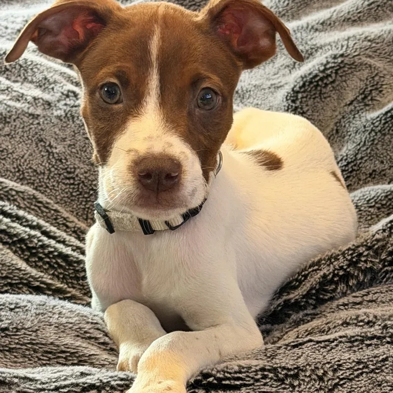 A baby medium-sized male Pointer dog named Andy for adoption in Copiague, NY