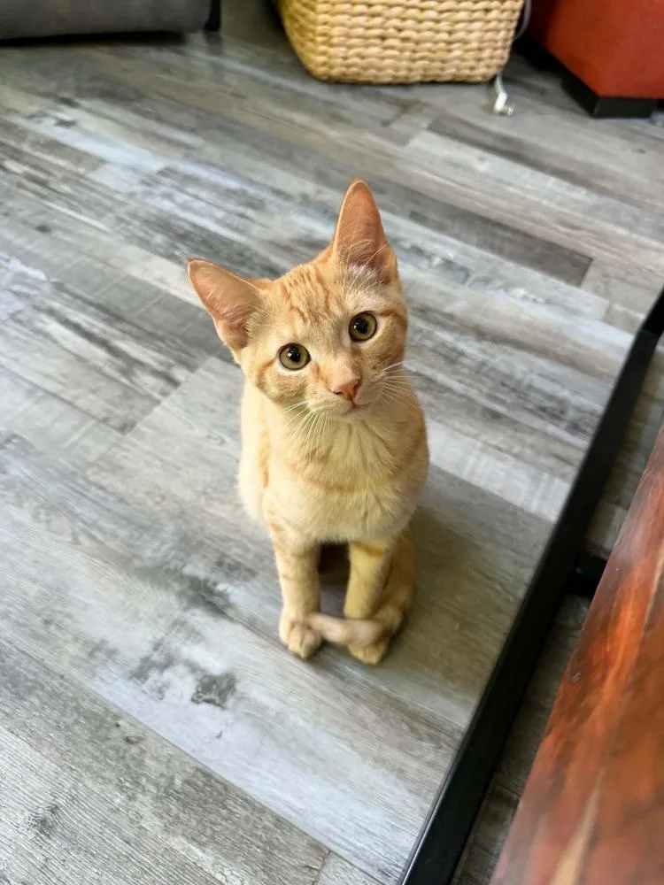 A baby small-sized male Tabby (Orange / Red) Domestic Short Hair cat named Percy for adoption in Muskegon, MI
