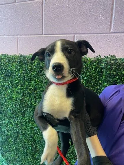 A baby small-sized male Black Mixed Breed dog named Frankenweenie for adoption in El Paso, TX