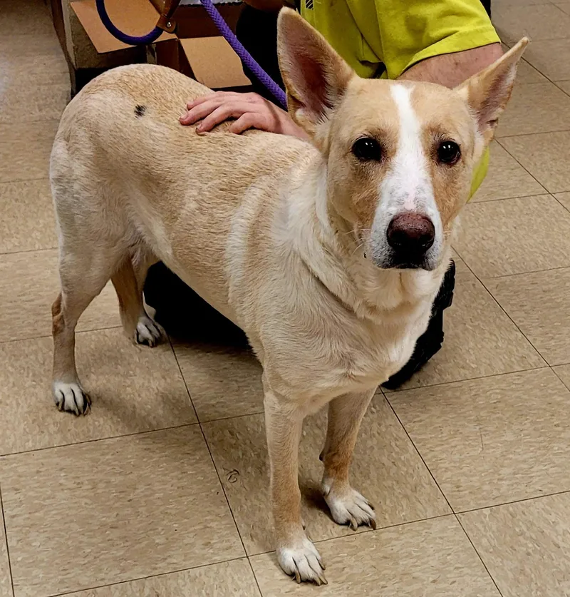 An adult medium-sized female Labrador Retriever dog named Snow for adoption in Muncie, IN