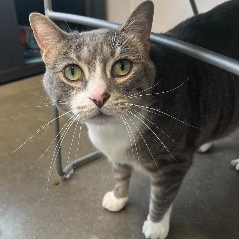 Mini Cooper thumbnail 2