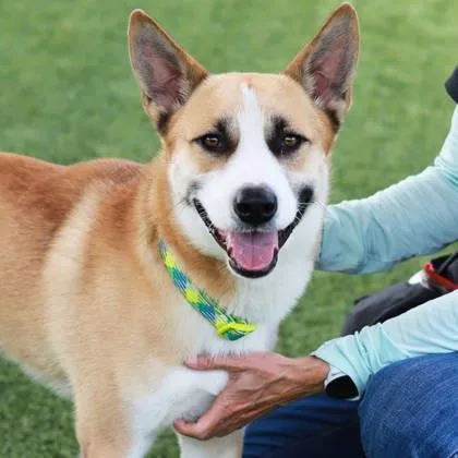 An adult large-sized male Yellow / Tan / Blond / Fawn Husky dog named Arthur for adoption in Atlanta, GA