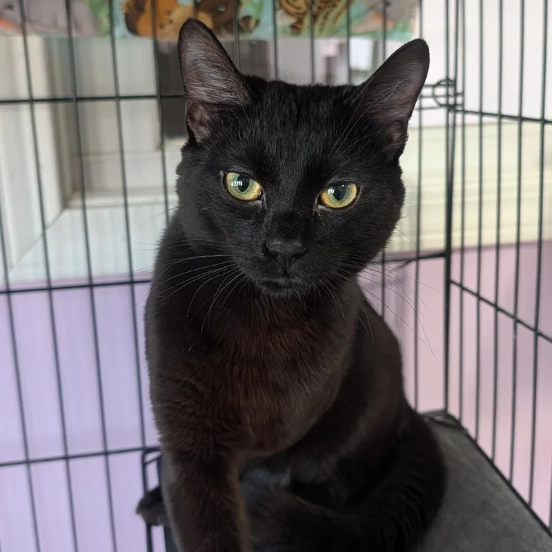 A young medium-sized male Black Domestic Short Hair cat named Beans for adoption in McKean, PA