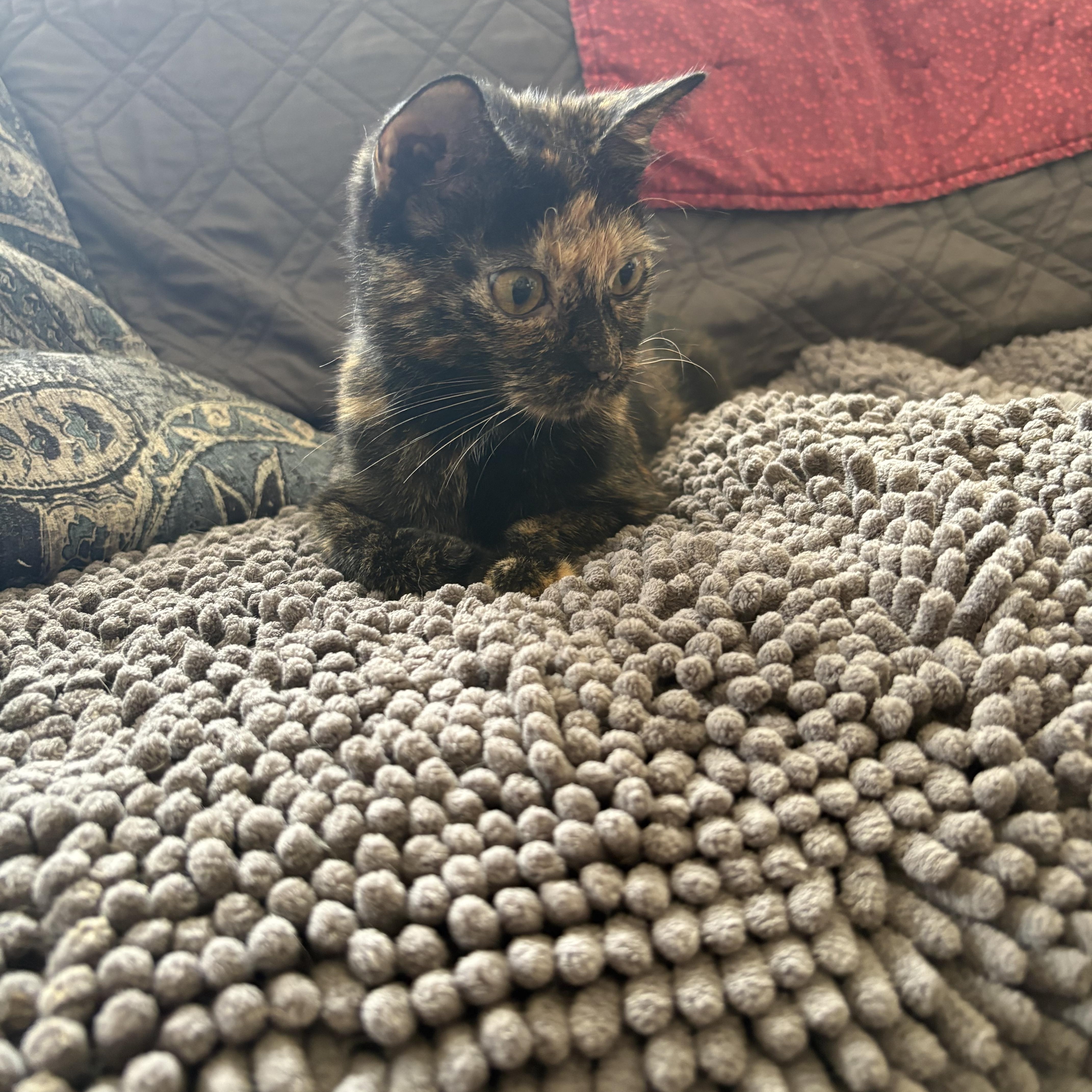 A young small-sized female Tortoiseshell Domestic Short Hair cat named Effie for adoption in Warminster, PA